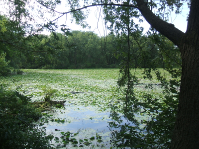 August 12, 2007: Hartman Reserve Pond.